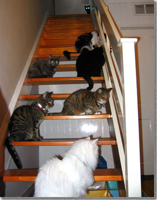 猫階段